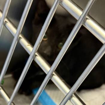 Boiled Peanuts -  Domestic Short Hair Cat for Adoption in Greensboro, North Carolina - Boiled Peanuts | PetCurious