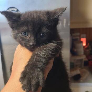 Panther -  Domestic Short Hair Cat for Adoption in Hemet, California - Panther | PetCurious