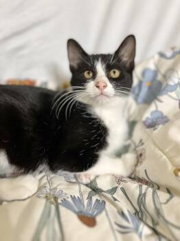 Rescue Domestic Short Hair Cats for Adoption in Richmond, Kentucky - Cynthia | PetCurious