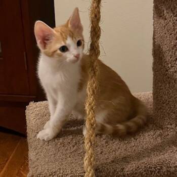 Rescue Domestic Short Hair Cats for Adoption in Pittsburgh, Pennsylvania - Sheldon | PetCurious