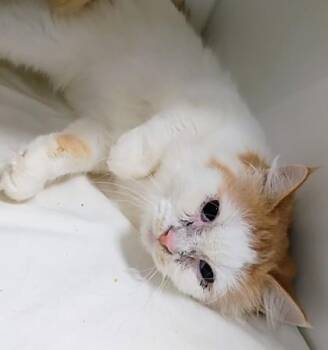Domestic Short Hair Cats Available for Adoption - Lucille | PetCurious