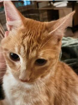 Girasol -  American Shorthair Cat for Adoption in Plano, Texas - Girasol | PetCurious