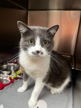 Lola -  Domestic Short Hair Cat for Adoption in Logan, Utah - Lola | PetCurious