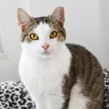 Domestic Short Hair Cats Available for Adoption in East Hampton, New York - Zion | PetCurious