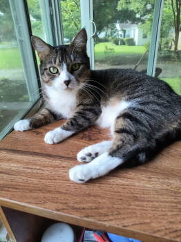 Rescue Domestic Short Hair Cats for Adoption in Camden, South Carolina - Hope | PetCurious