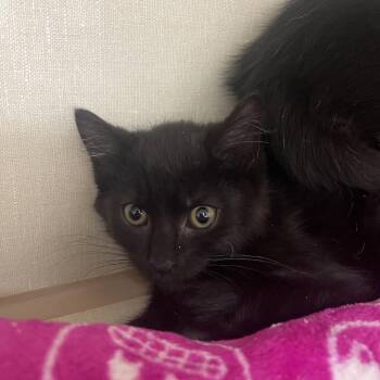 Max D -  Domestic Short Hair Cat for Adoption in Mentor, Ohio - Max D | PetCurious