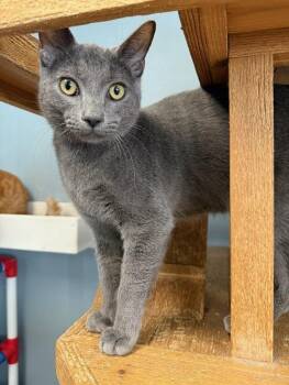Rescue Russian Blue Cats for Adoption in Parlier, California - Kitten 26950 (Bruno) | PetCurious