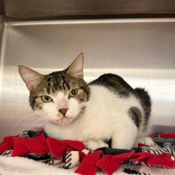 Domestic Short Hair Cats Available for Adoption - Manny | PetCurious