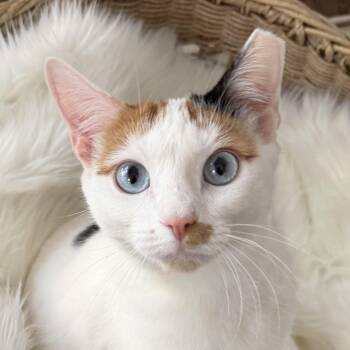 Calico Cats Available for Adoption in Ridgefield, Connecticut - Molly | PetCurious