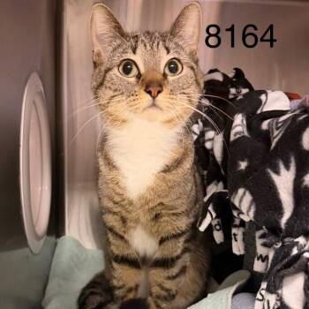 Pom Pom C70172 -  Domestic Short Hair Cat for Adoption in Minnetonka, Minnesota - Pom Pom C70172 | PetCurious