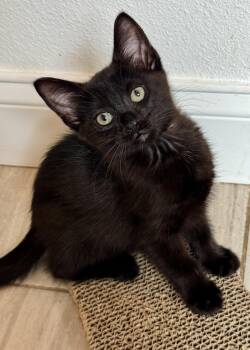 Kizzie -  Domestic Short Hair Cat for Adoption in Oviedo, Florida - Kizzie | PetCurious