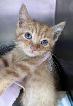 George Orwell -  Domestic Short Hair Cat for Adoption in Cincinnati, Ohio - George Orwell | PetCurious
