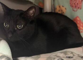 Domestic Short Hair Cats Available for Adoption - Walter | PetCurious