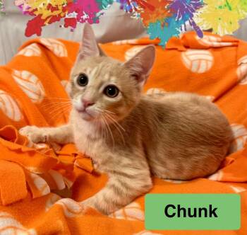 Chunk - Buff - Male - Kitten GOONIES LITTER -  British Shorthair Cat for Adoption in Monroe, North Carolina - Chunk - Buff - Male - Kitten GOONIES LITTER | PetCurious
