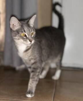 Domestic Short Hair Cats Available for Adoption - Alo | PetCurious