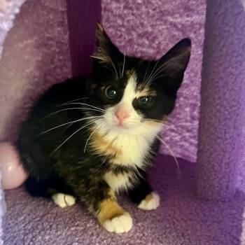Darcy -  Calico Cat for Adoption in Wyandotte, Michigan - Darcy | PetCurious