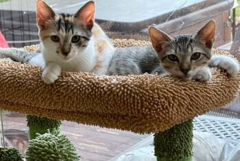 Kyra and Kromo -  Calico Cat for Adoption in Warren, New Jersey - Kyra And Kromo | PetCurious
