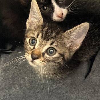 Jitters -  Domestic Short Hair Cat for Adoption in Birmingham, Alabama - Jitters | PetCurious