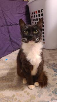 Domestic Short Hair Cats Available for Adoption in Philadelphia, Pennsylvania - Blue | PetCurious