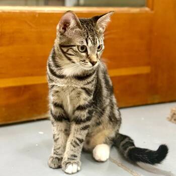 CHEVRON -  Domestic Short Hair Cat for Adoption in Richmond, California - CHEVRON | PetCurious
