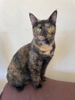 Rescue Domestic Short Hair Cats for Adoption in Divide, Colorado - Rosie | PetCurious