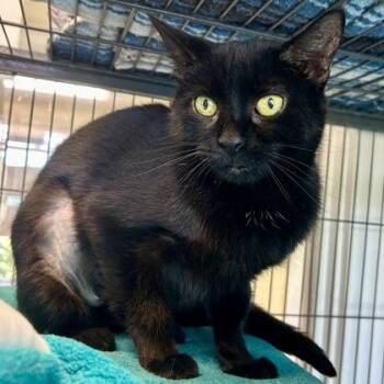 Sarabi -  Domestic Short Hair Cat for Adoption in East Montpelier, Vermont - Sarabi | PetCurious