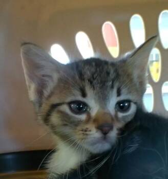 Danica -  Domestic Short Hair Cat for Adoption in West Memphis, Arkansas - Danica | PetCurious