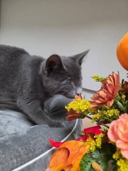 Radar -  Russian Blue Cat for Adoption in St. Petersburg, Florida - Radar | PetCurious