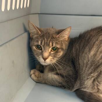 Domestic Short Hair Cats Available for Adoption in Watertown, New York - Ice Cream | PetCurious