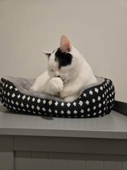 Domestic Short Hair Cats Available for Adoption in Herndon, Virginia - Willow | PetCurious