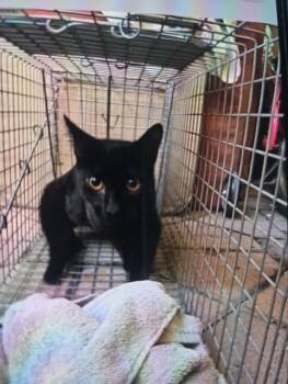 SICILIAN 2 -  Domestic Short Hair Cat for Adoption in Rancho Cucamonga, California - SICILIAN 2 | PetCurious