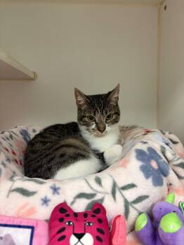 Domestic Short Hair Cats Available for Adoption in Johnson City, Tennessee - Whitley/Caitlin (E Main)q | PetCurious