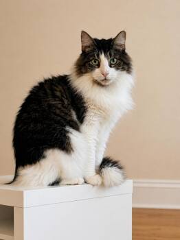 Domestic Long Hair and Maine Coon Cats Available for Adoption in Homestead, Florida - Nino Flufferton | PetCurious