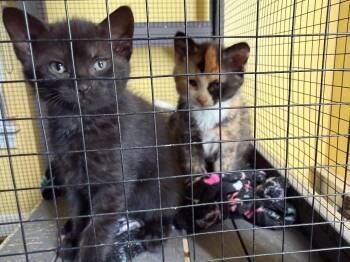 2026-48b Drum -  Domestic Short Hair Cat for Adoption in Windsor, Connecticut - 2026-48b Drum | PetCurious