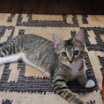 Jill - Located in Richmond, VA -  Domestic Short Hair Cat for Adoption - Jill - Located In Richmond, VA | PetCurious