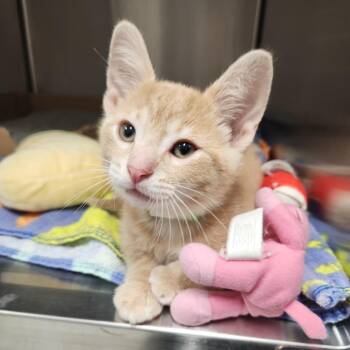 Pistachio -  Domestic Short Hair Cat for Adoption in Fort Wayne, Indiana - Pistachio | PetCurious