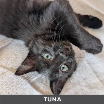 Domestic Medium Hair Cats Available for Adoption in Toronto, Ontario - Tuna | PetCurious