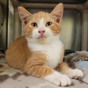 Calvin -  Domestic Short Hair Cat for Adoption in Columbia, Missouri - Calvin | PetCurious