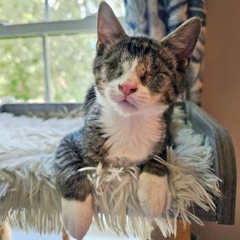 Bulder -  Domestic Short Hair Cat for Adoption in Apex, North Carolina - Bulder | PetCurious