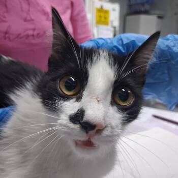 Pepper -  Domestic Short Hair Cat for Adoption in Summerville, South Carolina - Pepper | PetCurious