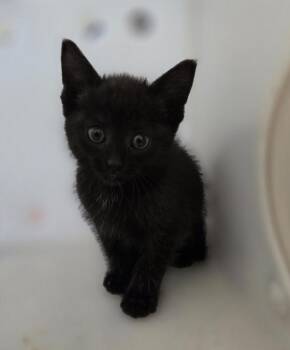 Celeste -  Domestic Short Hair Cat for Adoption in Winnipeg, Manitoba - Celeste | PetCurious