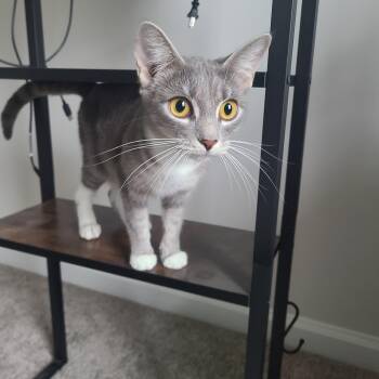 Foxy -  Domestic Short Hair Cat for Adoption in Gerrardstown, West Virginia - Foxy | PetCurious