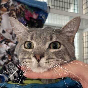 Abraham -  Domestic Short Hair Cat for Adoption in Chicago, Illinois - Abraham | PetCurious