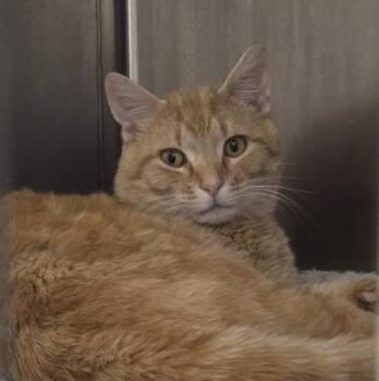 Nutter Butter -  Domestic Short Hair Cat for Adoption in Webster, Massachusetts - Nutter Butter | PetCurious