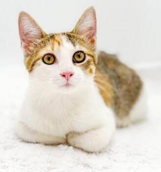 Muffin and Lilly - BONDED MUSHBALLS - sooooo sweet - POSSIBLE TH -  Calico and Torbie Cat for Adoption in Bedford Hills, New York - Muffin And Lilly - BONDED MUSHBALLS - Sooooo Sweet - POSSIBLE TH | PetCurious