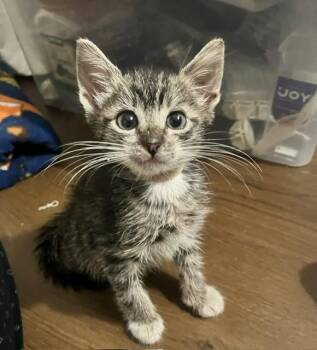MAIKO -  Domestic Short Hair Cat for Adoption in Camarillo, California - MAIKO | PetCurious