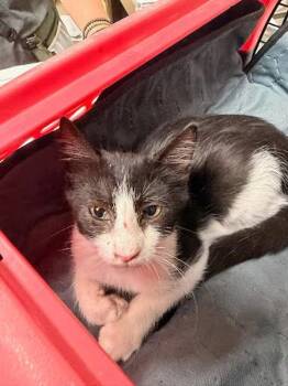 Sam -  Domestic Short Hair Cat for Adoption in Austin, Texas - Sam | PetCurious