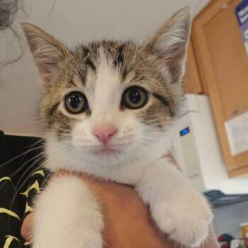 Rosie -  Domestic Short Hair Cat for Adoption in Hanna City, Illinois - Rosie | PetCurious