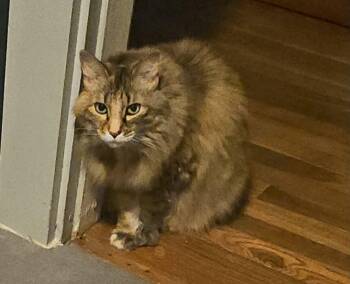 Molly -  Maine Coon Cat for Adoption in Alexander, Arkansas - Molly | PetCurious