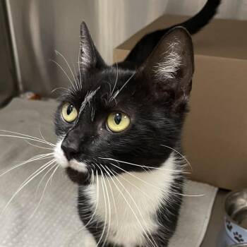 Domestic Short Hair Cats Available for Adoption in Ballston Spa, New York - Mel | PetCurious